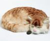 Ginger Pussy 'freddy'